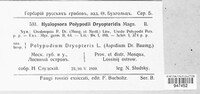 Hyalopsora polypodii-dryopteridis image